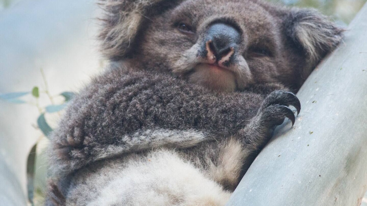 Photo of Others in Bearii