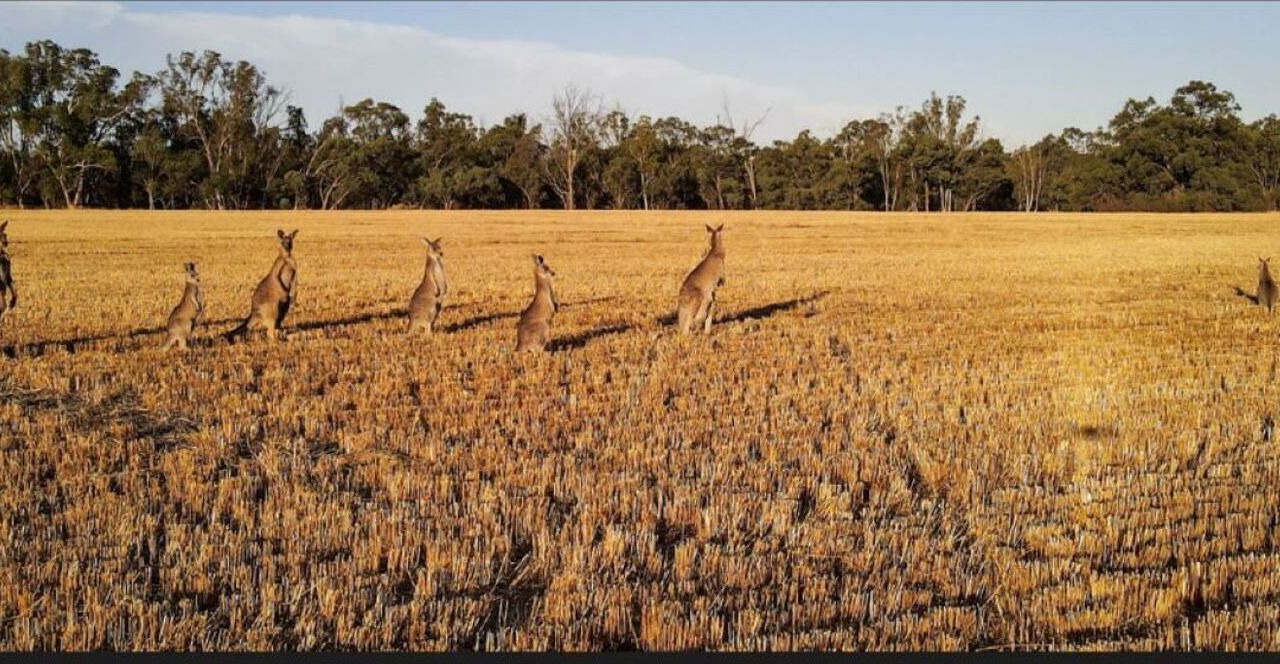 Photo of Others in Bearii