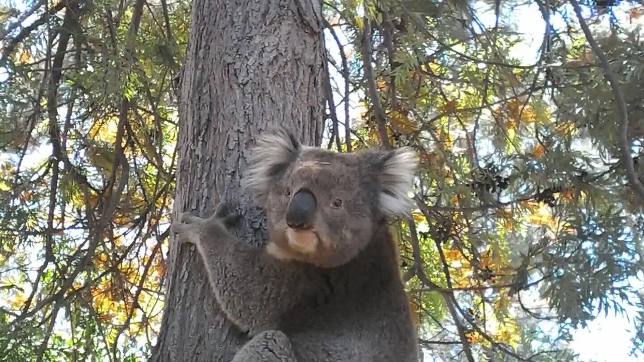 Photo of Others in Bearii