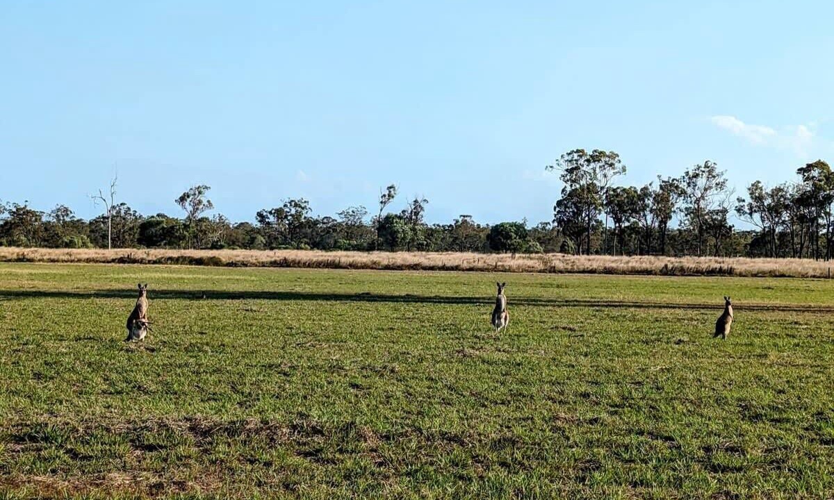 Photo of Others in Burrum River