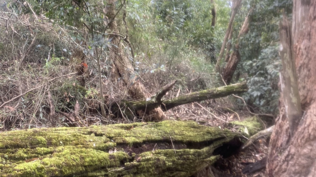Photo of Outdoor in Bulahdelah