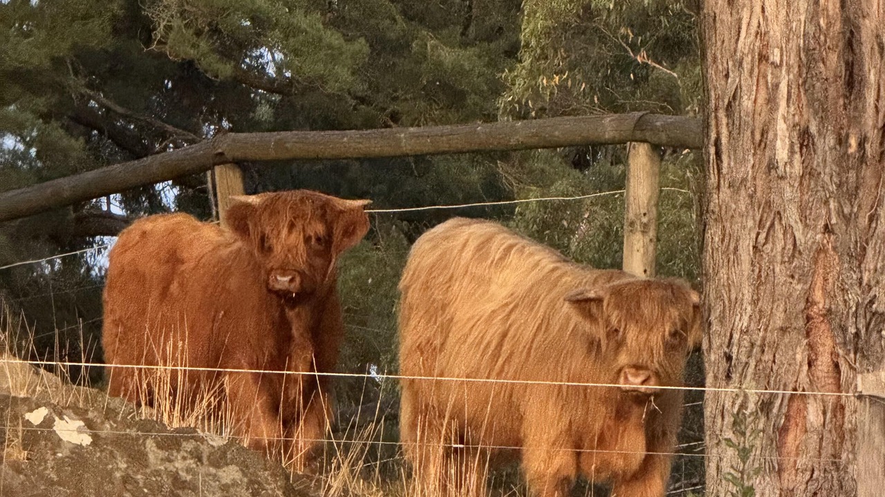 Photo of Others in Carey Gully