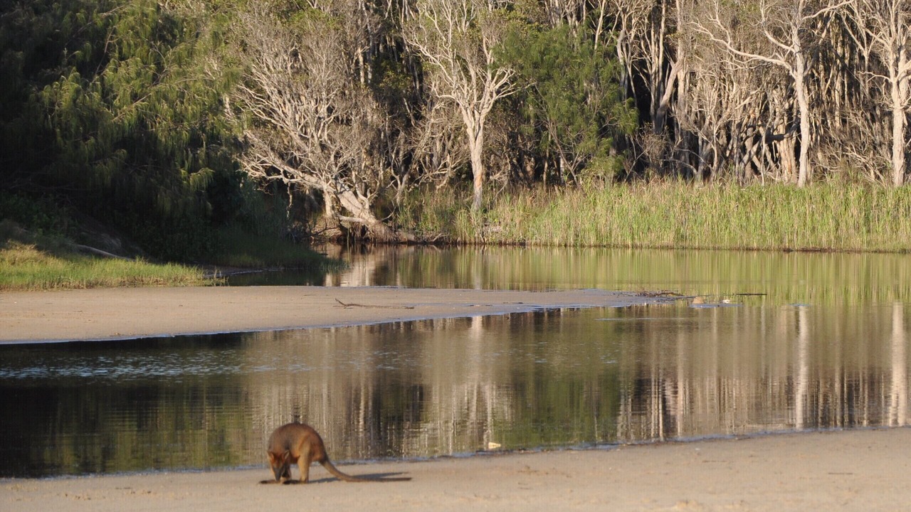 Photo of Others in Suffolk Park