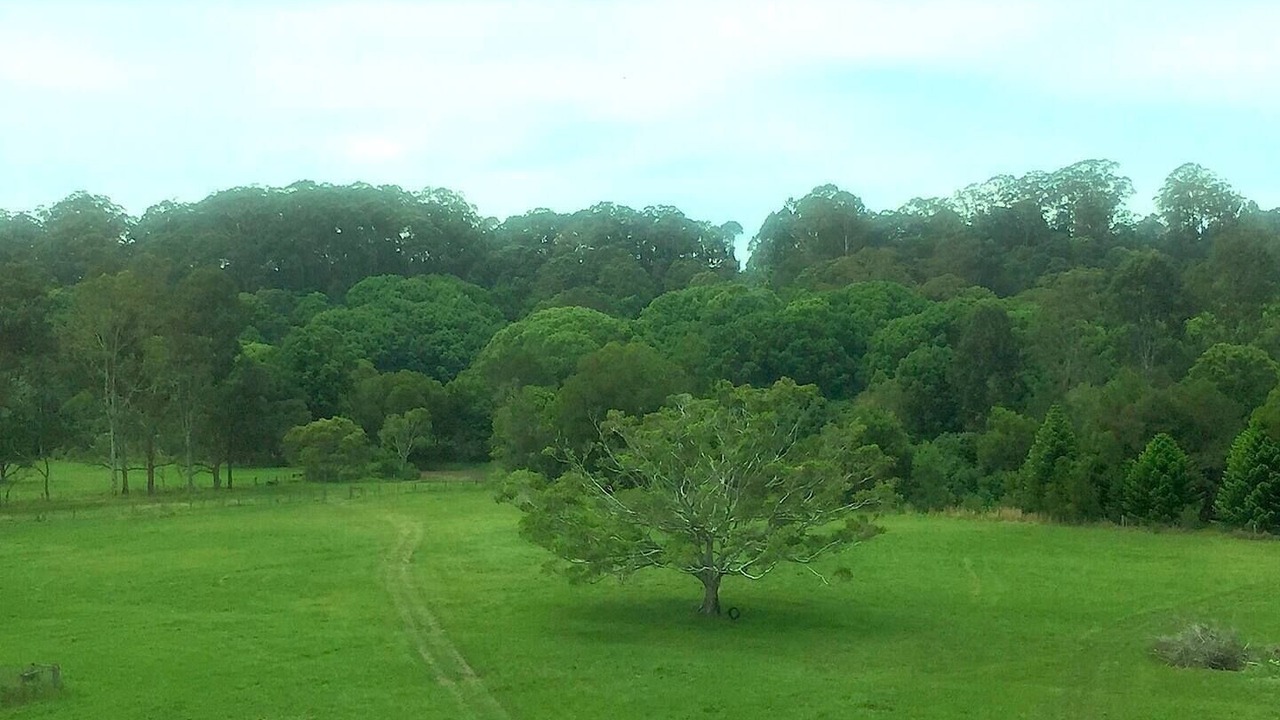 Photo of Others in Mullumbimby