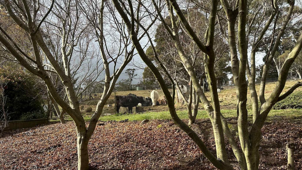 Photo of Others in Oberon