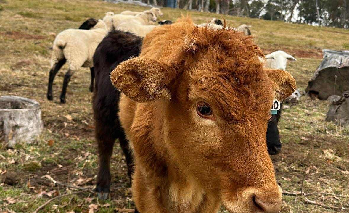 Photo of Others in Oberon