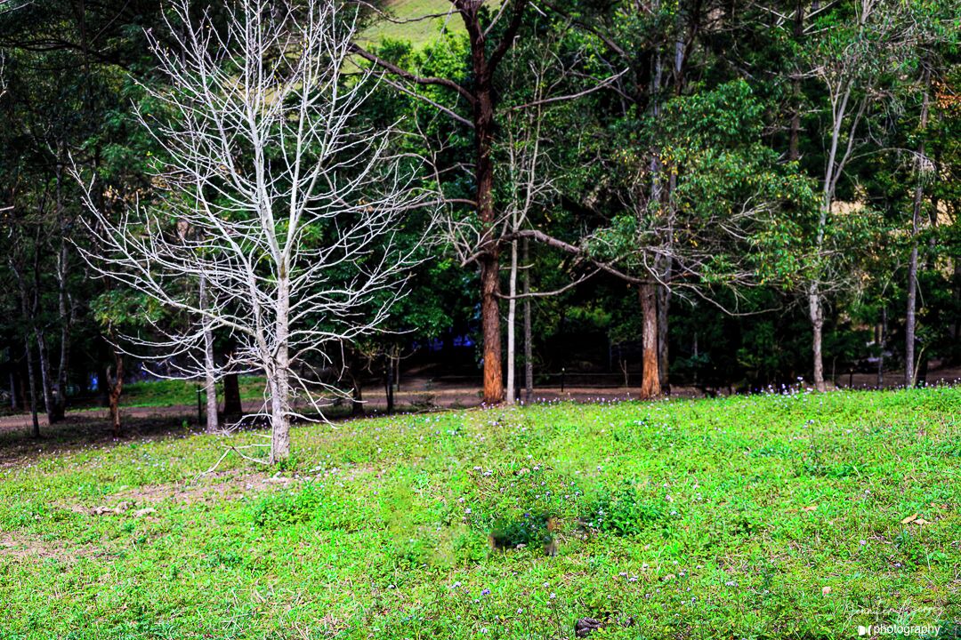Photo of Outdoor in Traveston
