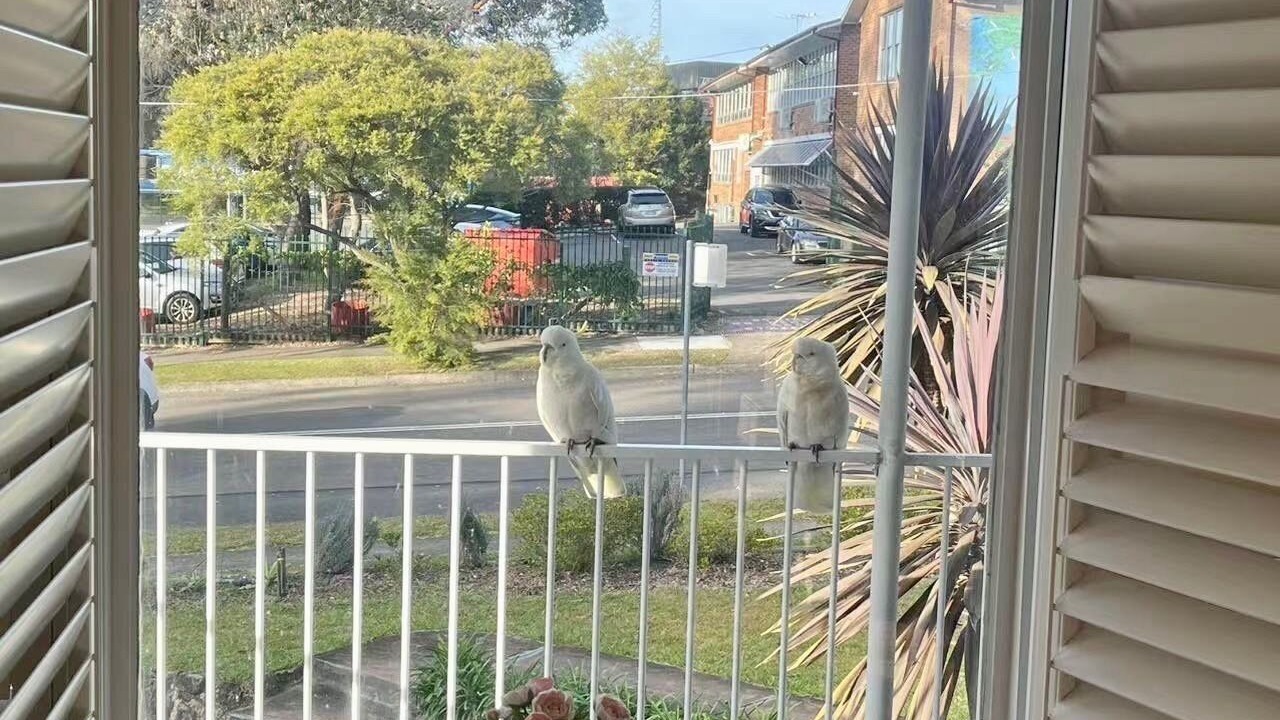 Photo of Others in West Pennant Hills