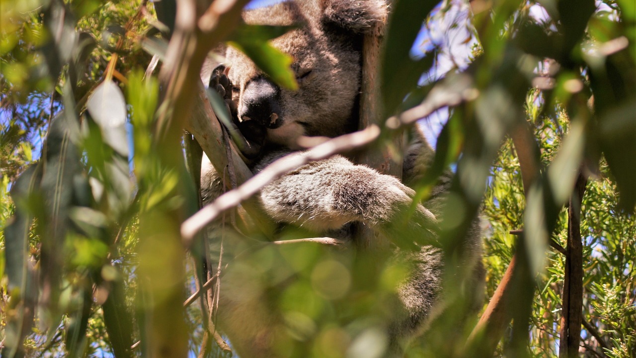 Photo of Others in Cape Otway