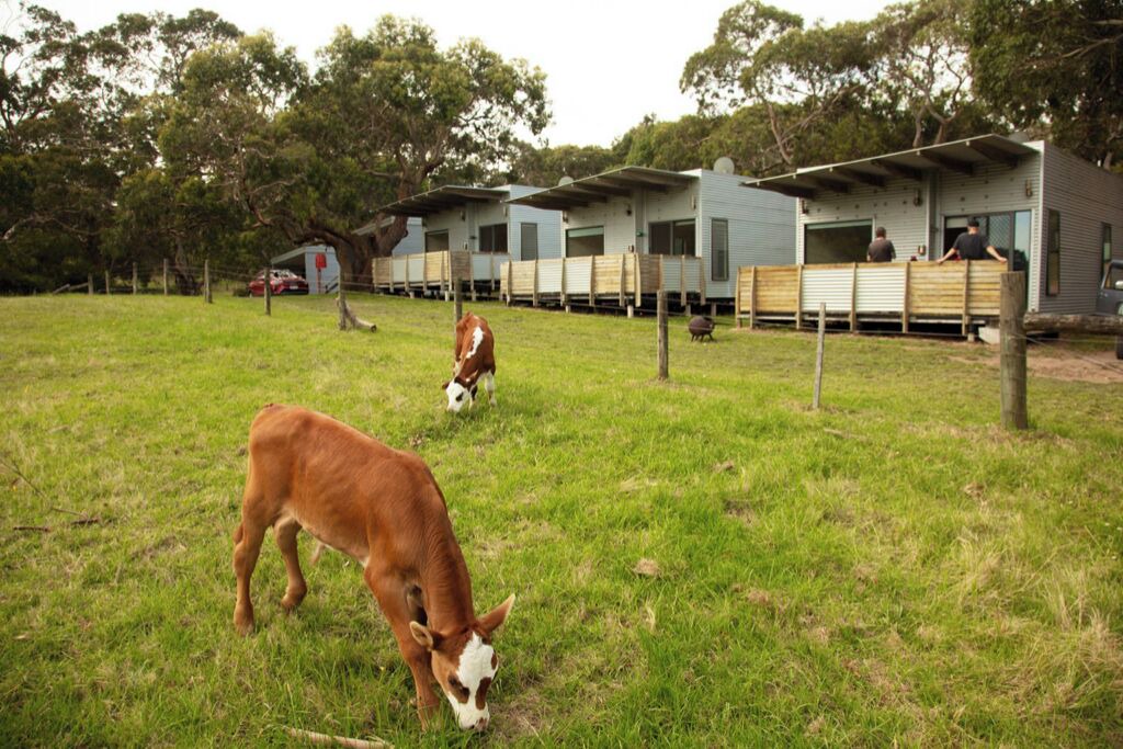Photo of Outdoor in Cape Otway