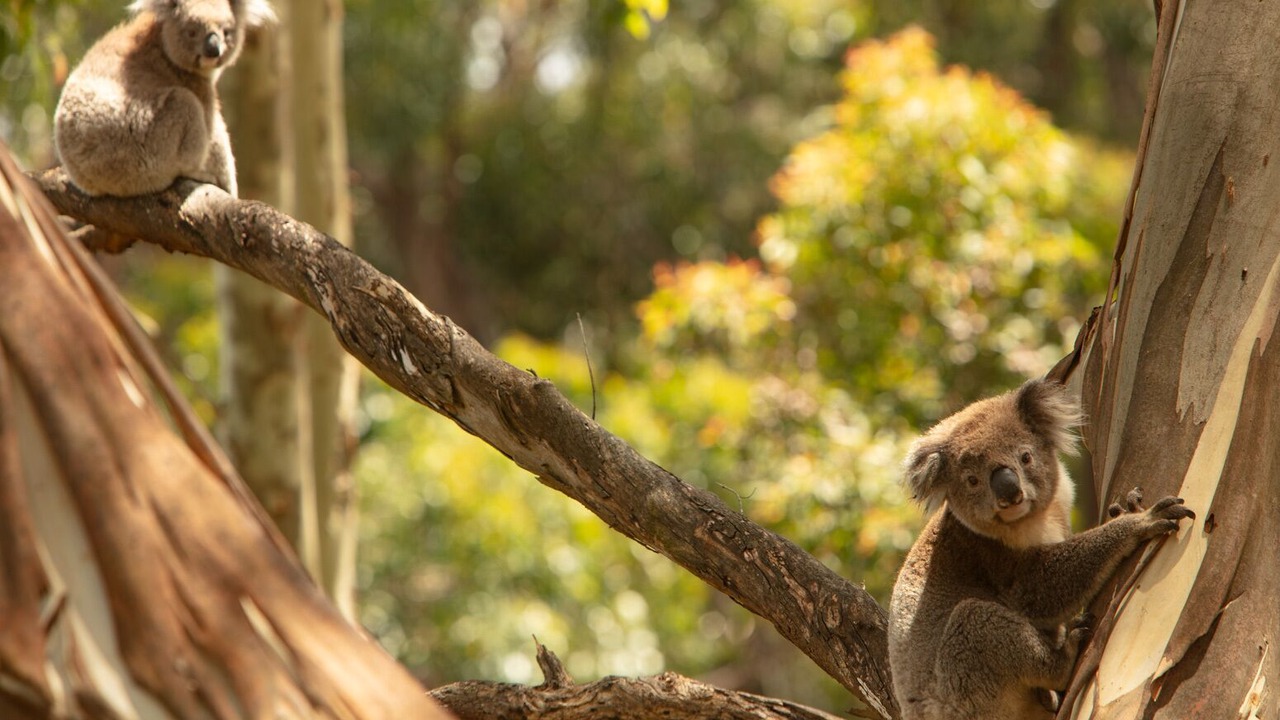 Photo of Others in Cape Otway