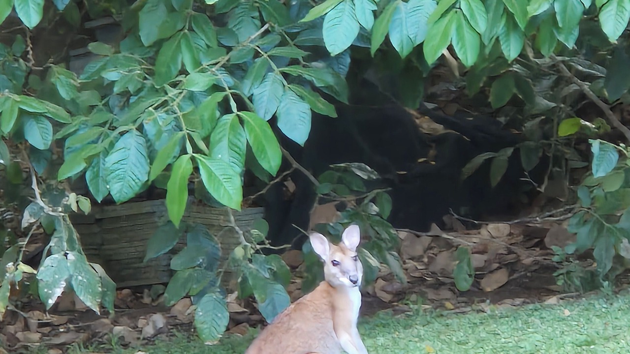 Photo of Others in Kuranda