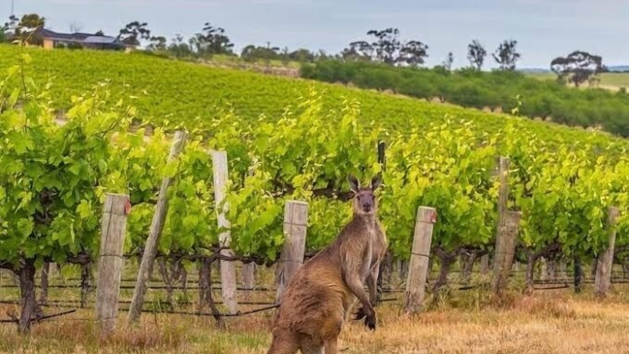 Photo of Others in Adelaide