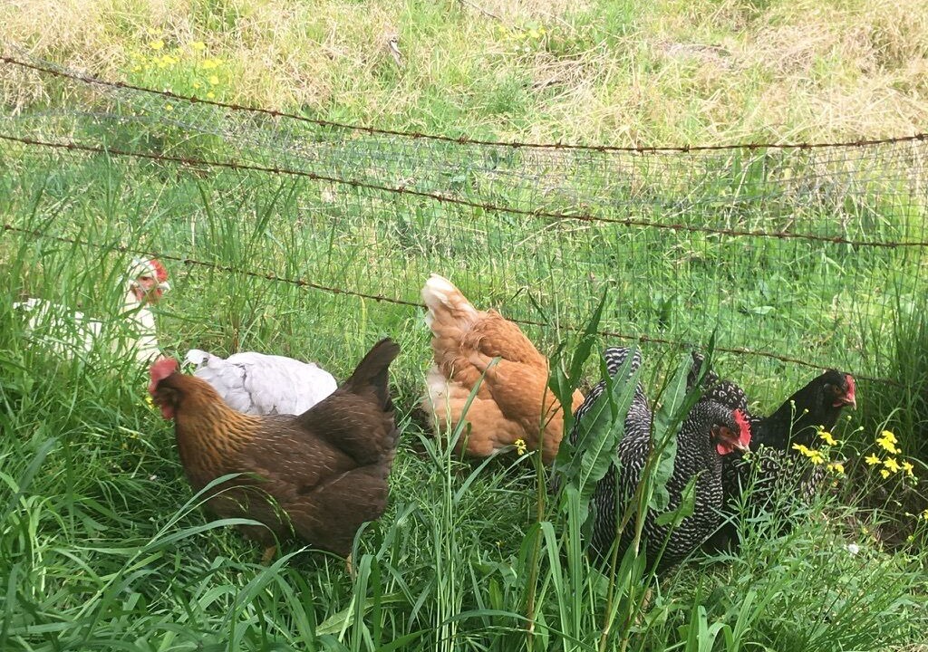 Photo of Others in Wollombi