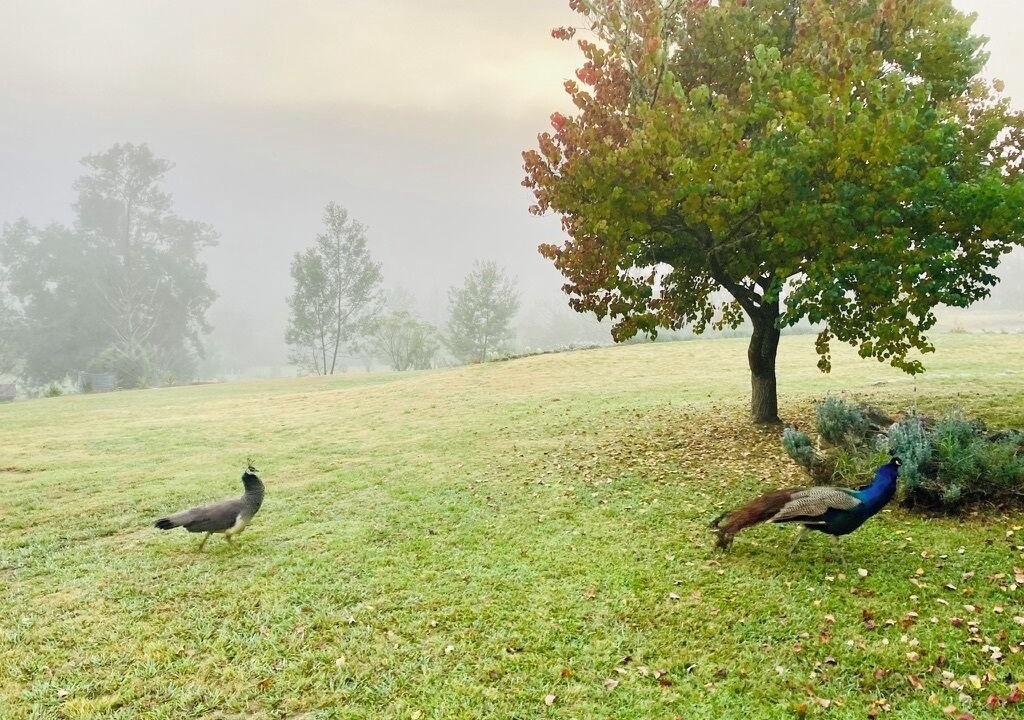 Photo of Others in Wollombi