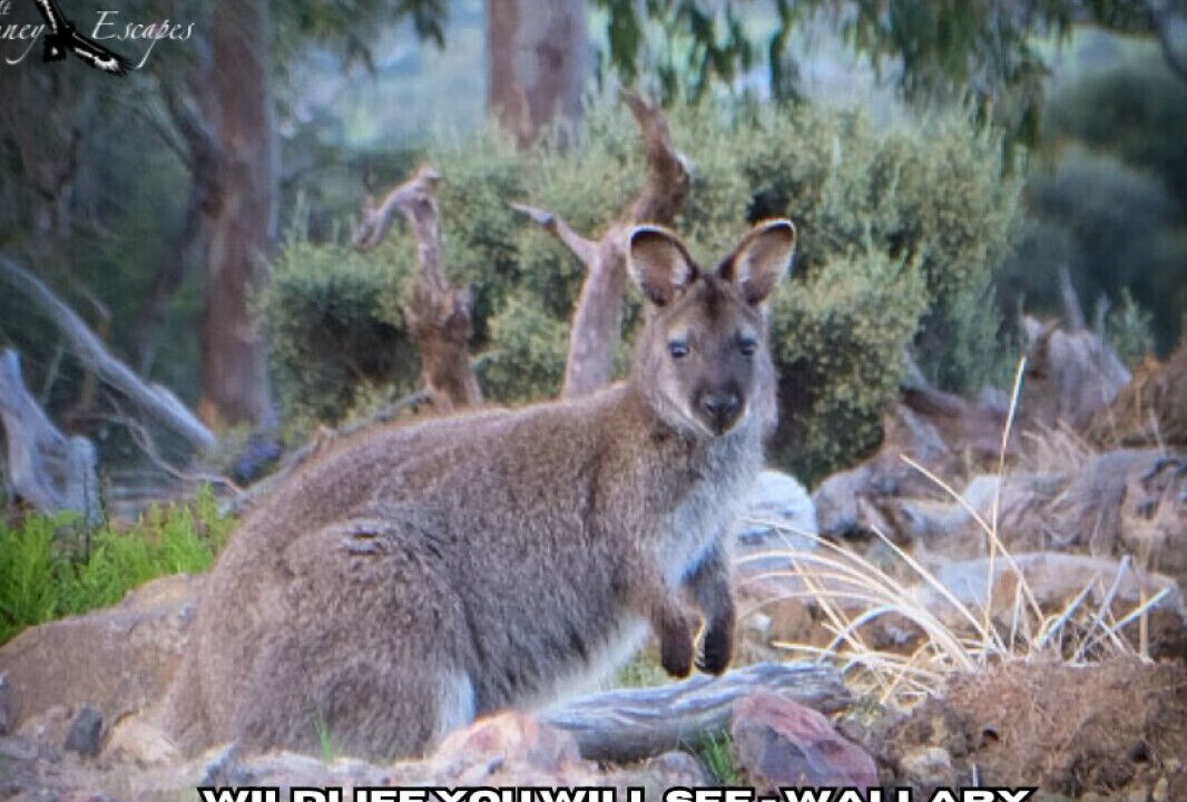 Photo of Others in Mount Rumney