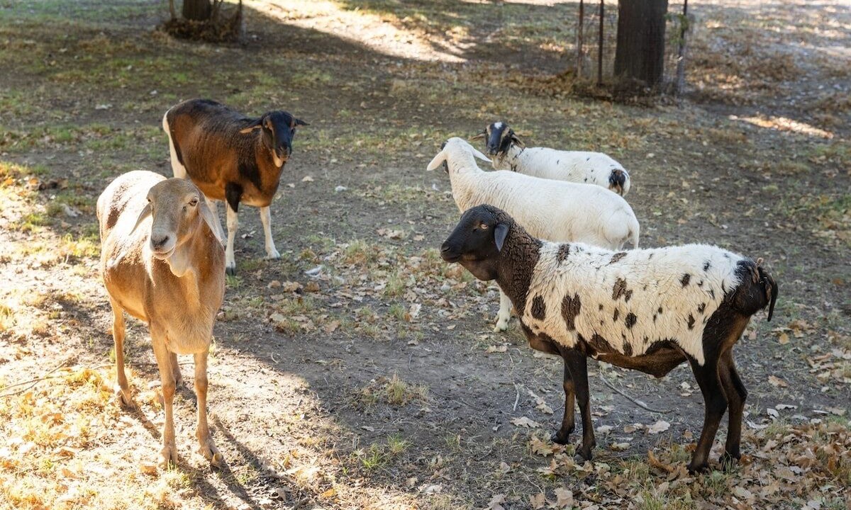 Photo of Others in Taradale