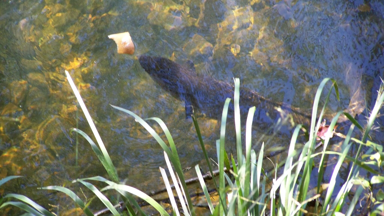 Photo of Others in Crystal Creek