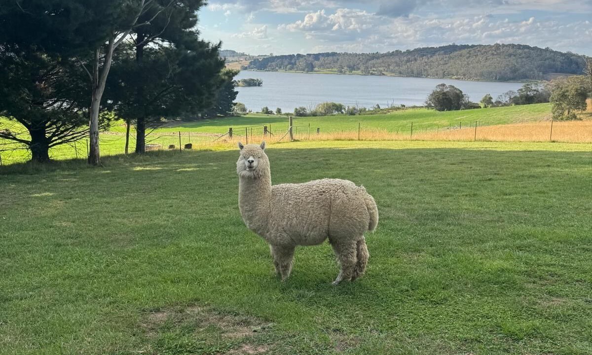 Photo of Others in Oberon