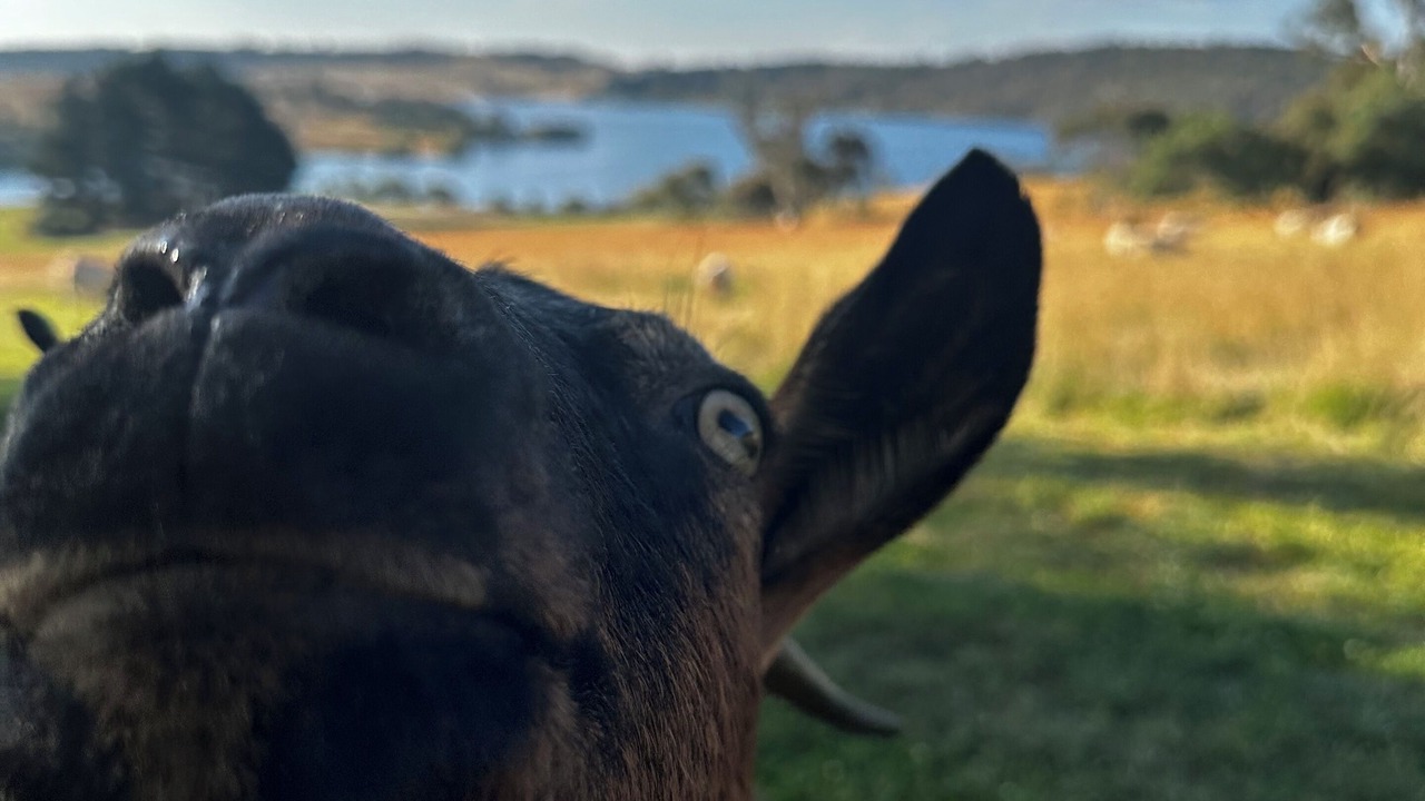 Photo of Others in Oberon
