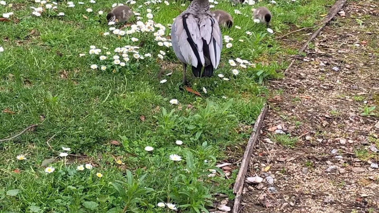Photo of Others in Forest Hill