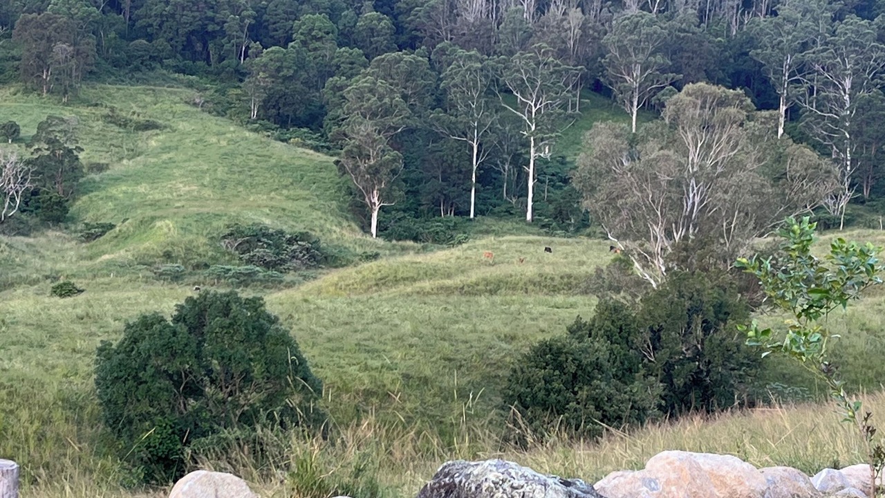 Photo of Others in Conondale