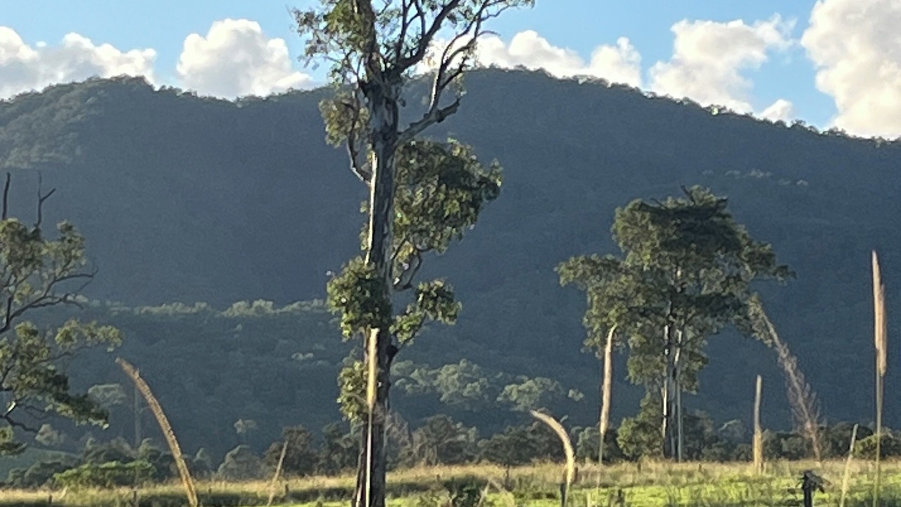 Photo of Others in Conondale