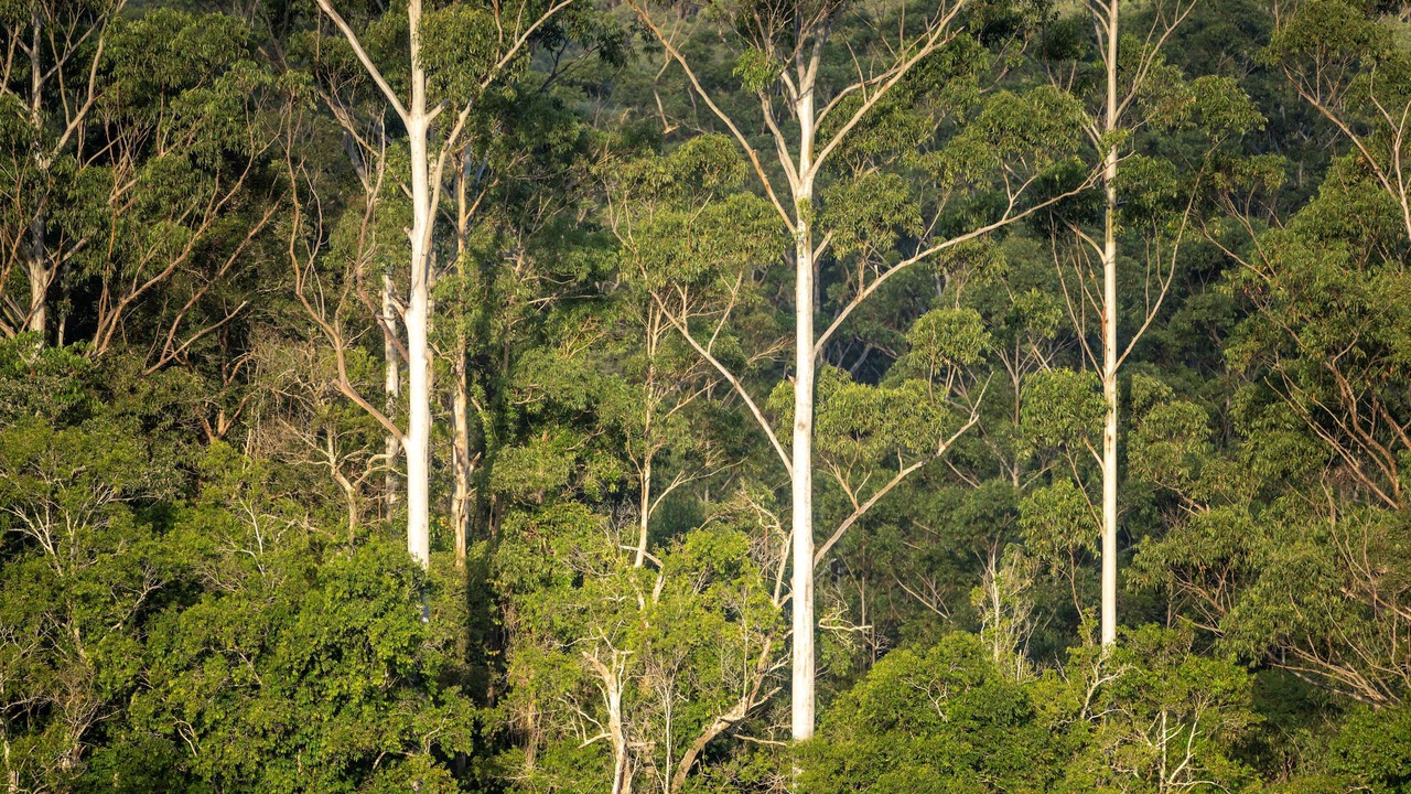 Photo of Others in Boolambayte