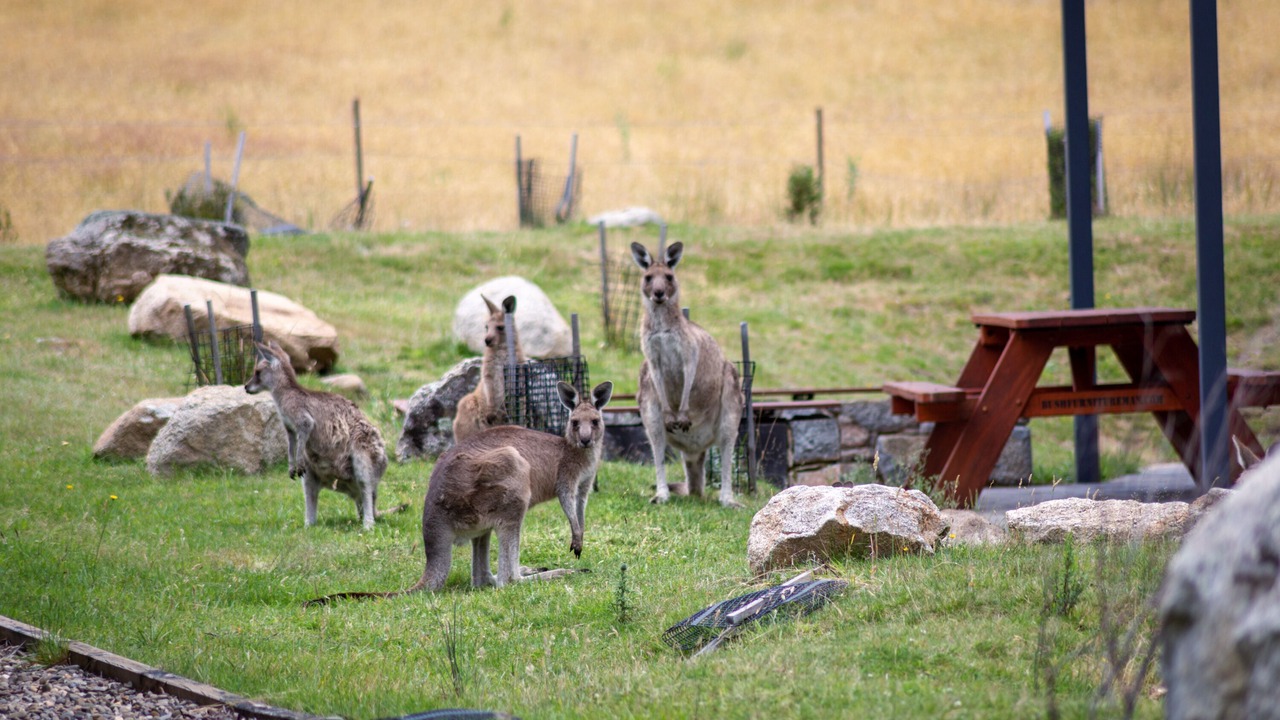 Photo of Others in Crackenback