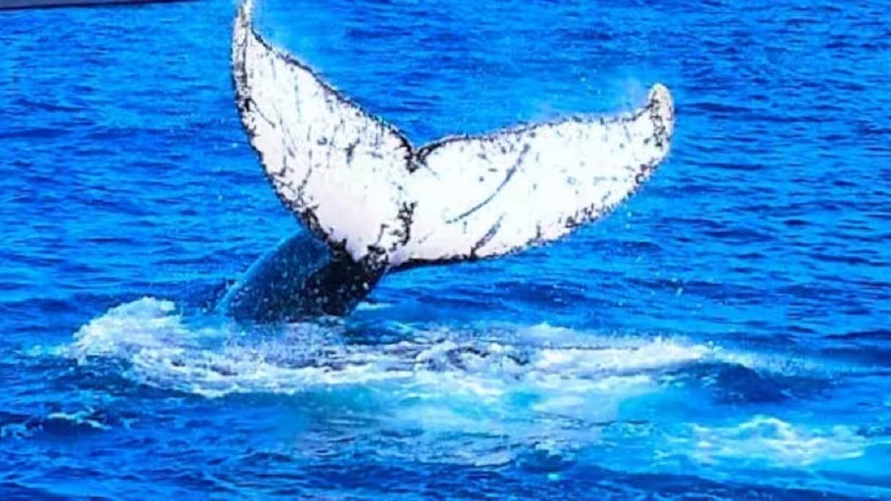 Photo of Others in Mount Coolum