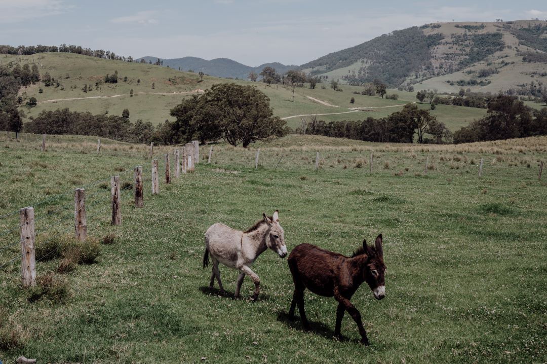 Photo of Others in Carrabolla