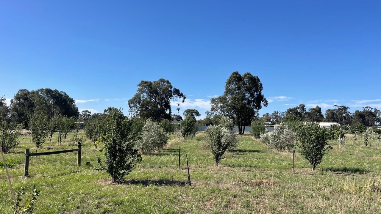 Photo of Others in Bearii