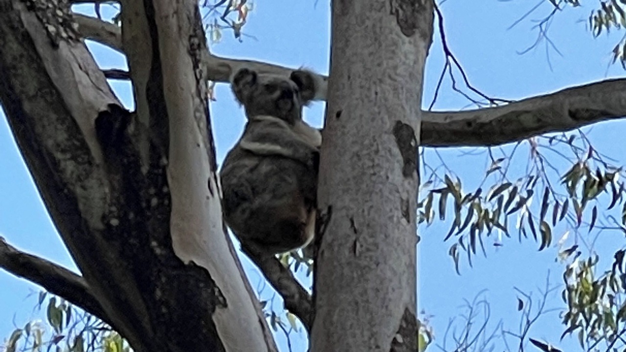 Photo of Others in Upper Coopers Creek