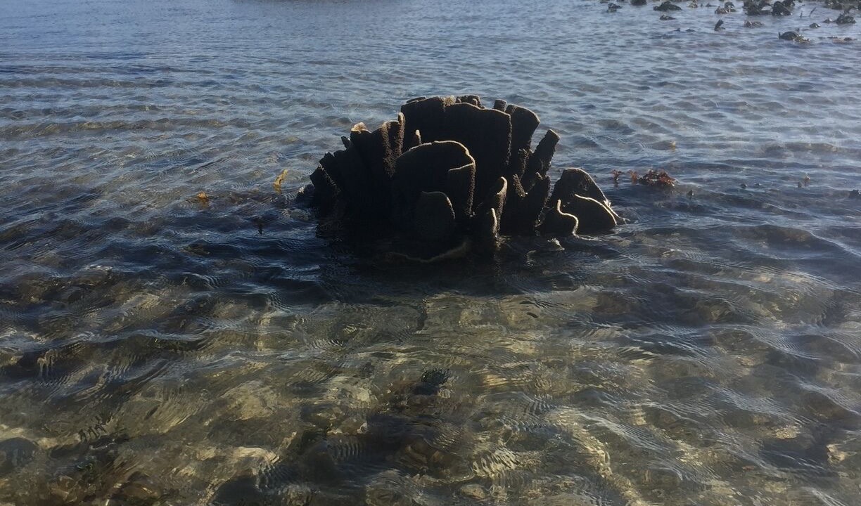Photo of Others in Kurrimine Beach