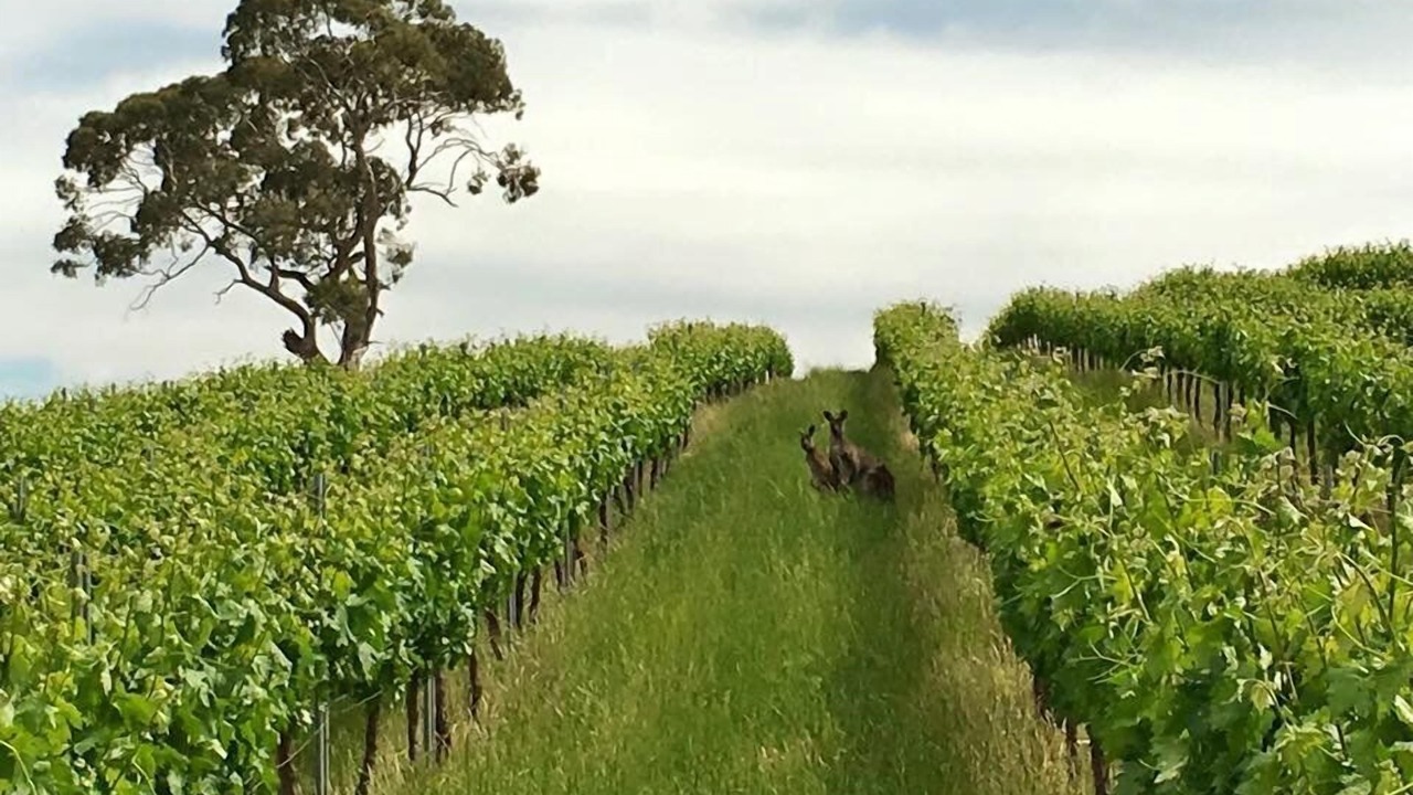 Photo of Others in Angaston