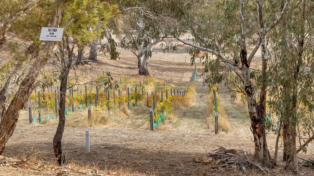 Photo of Others in Angaston