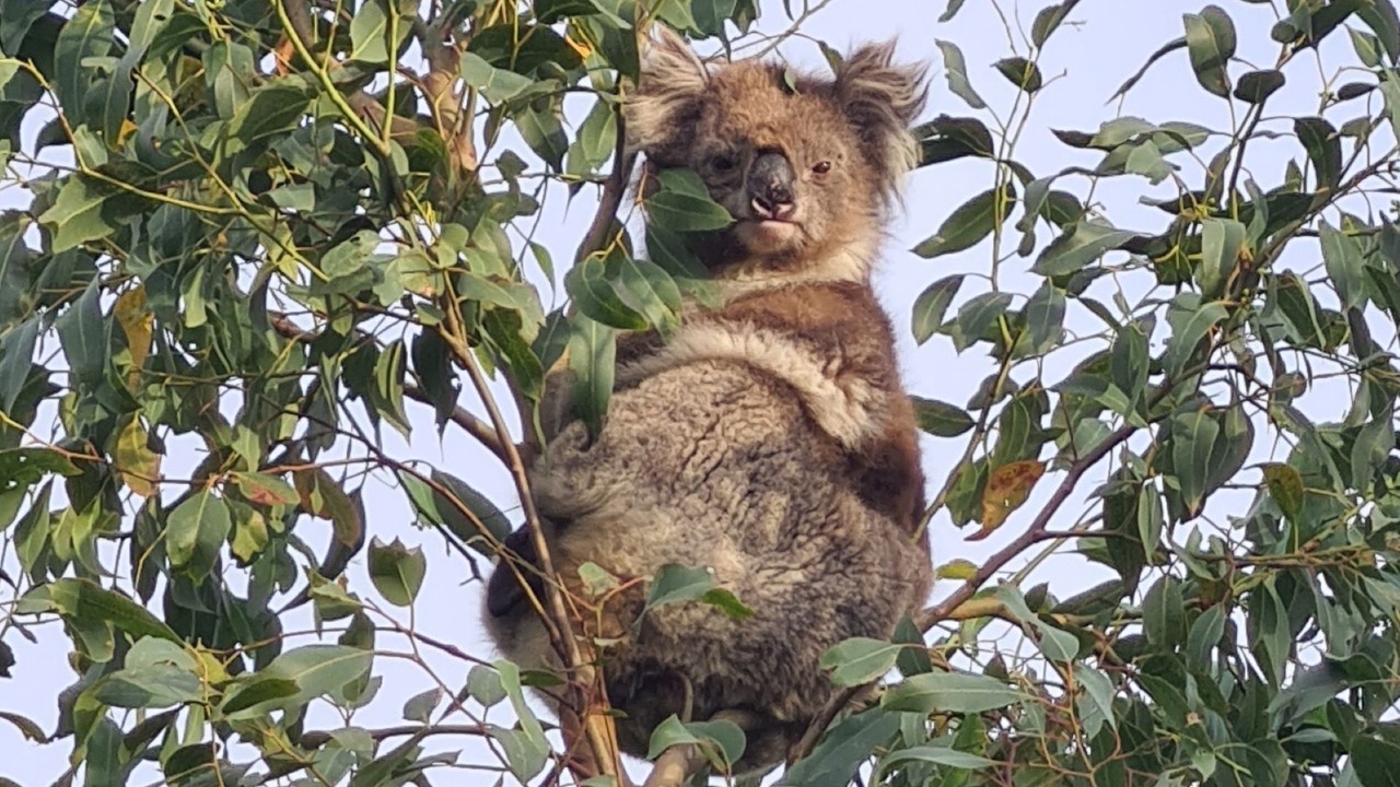 Photo of Others in Wattle Bank