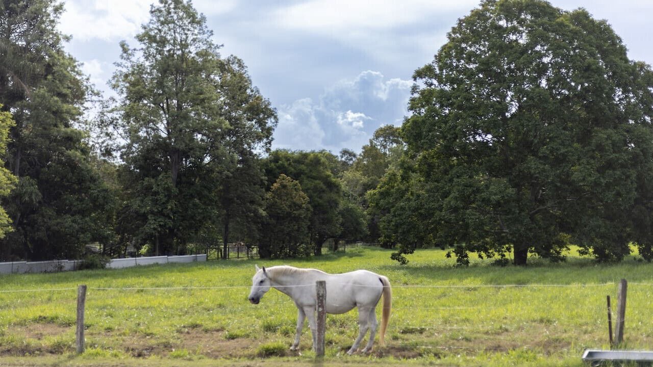 Photo of Others in Moggill