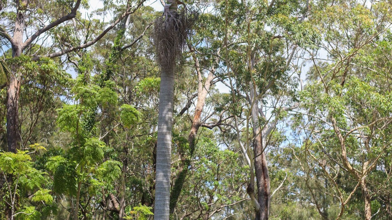 Photo of Others in South Durras