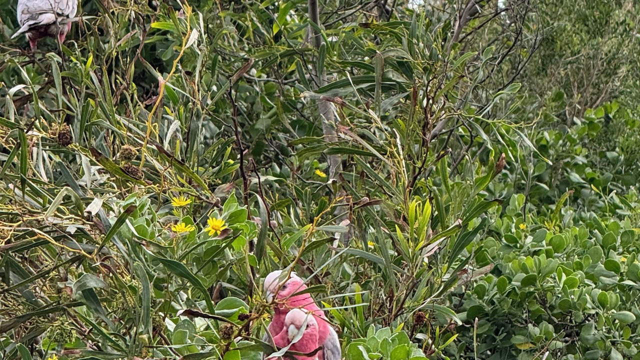 Photo of Others in Central Coast