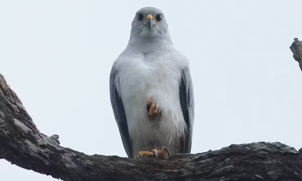 Photo of Others in Eungella