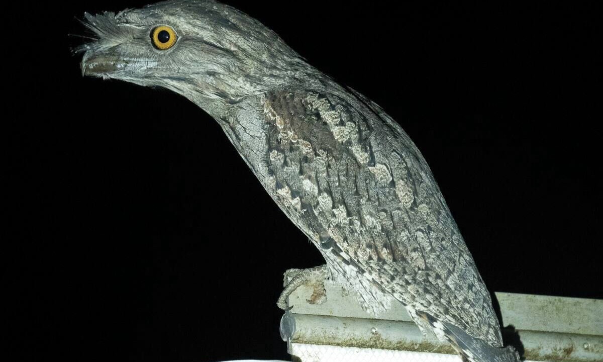 Photo of Others in Eungella