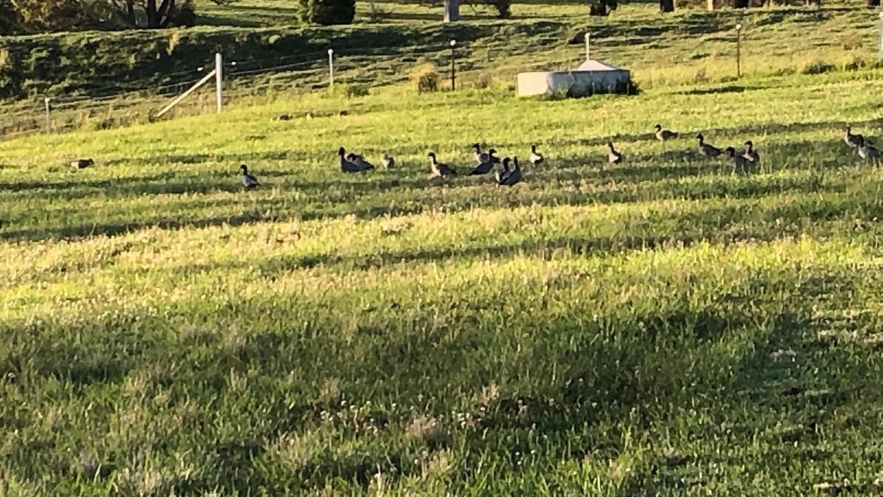 Photo of Others in Minimbah