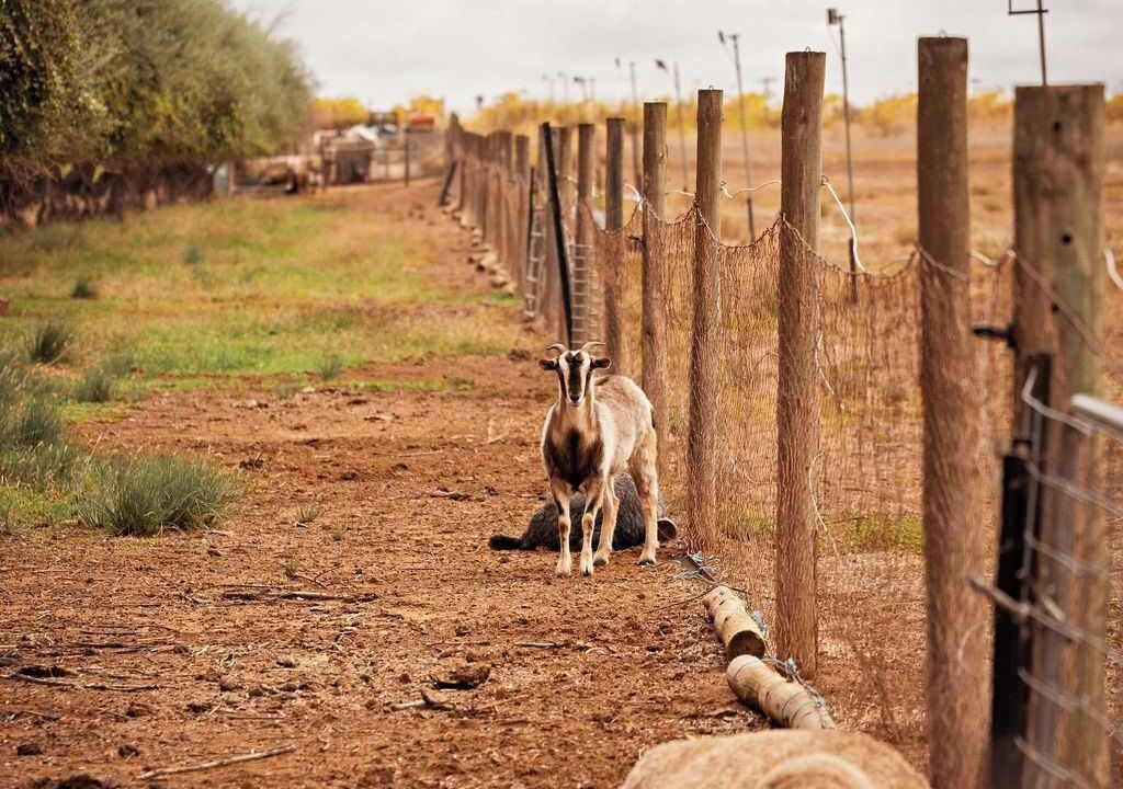 Photo of Others in Irymple