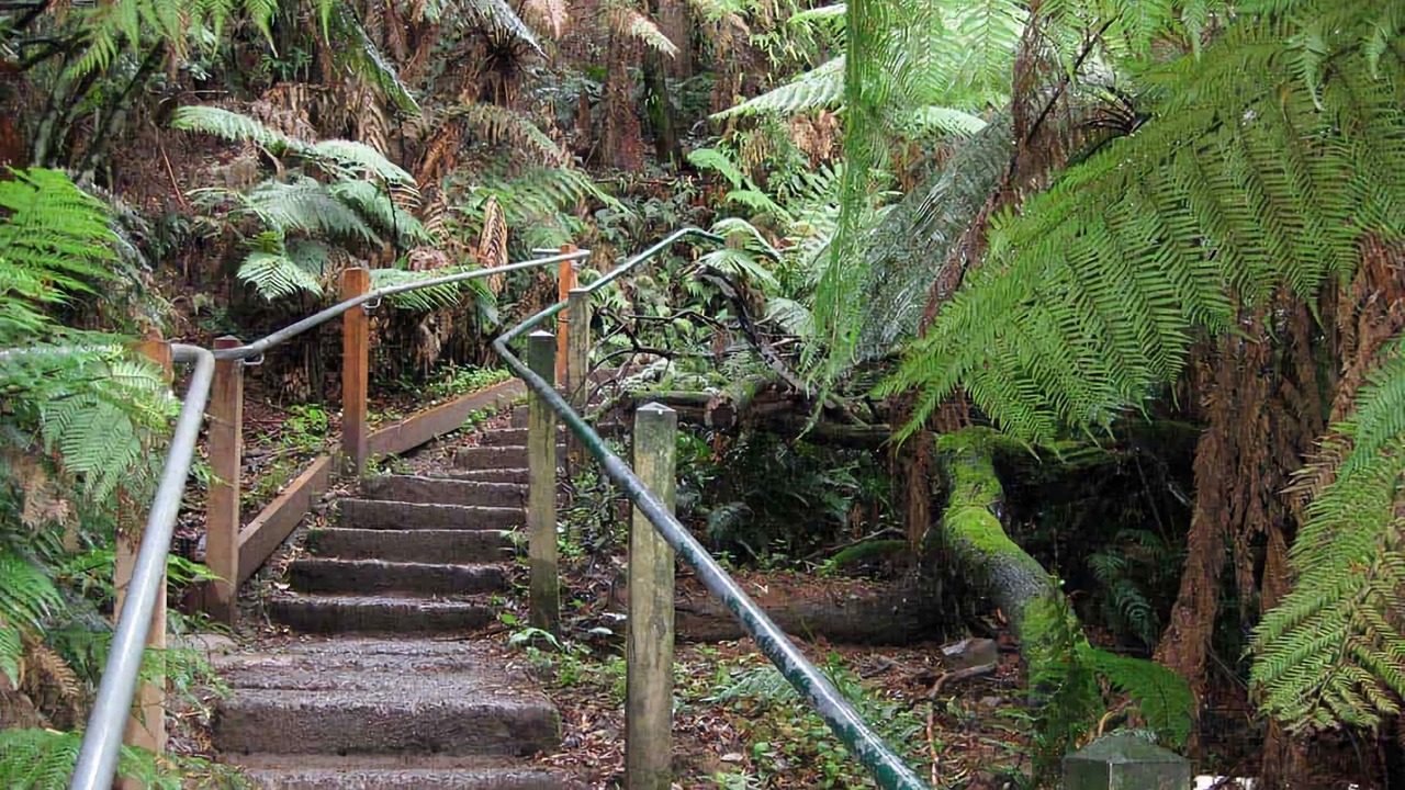 Photo of Others in Ferny Creek