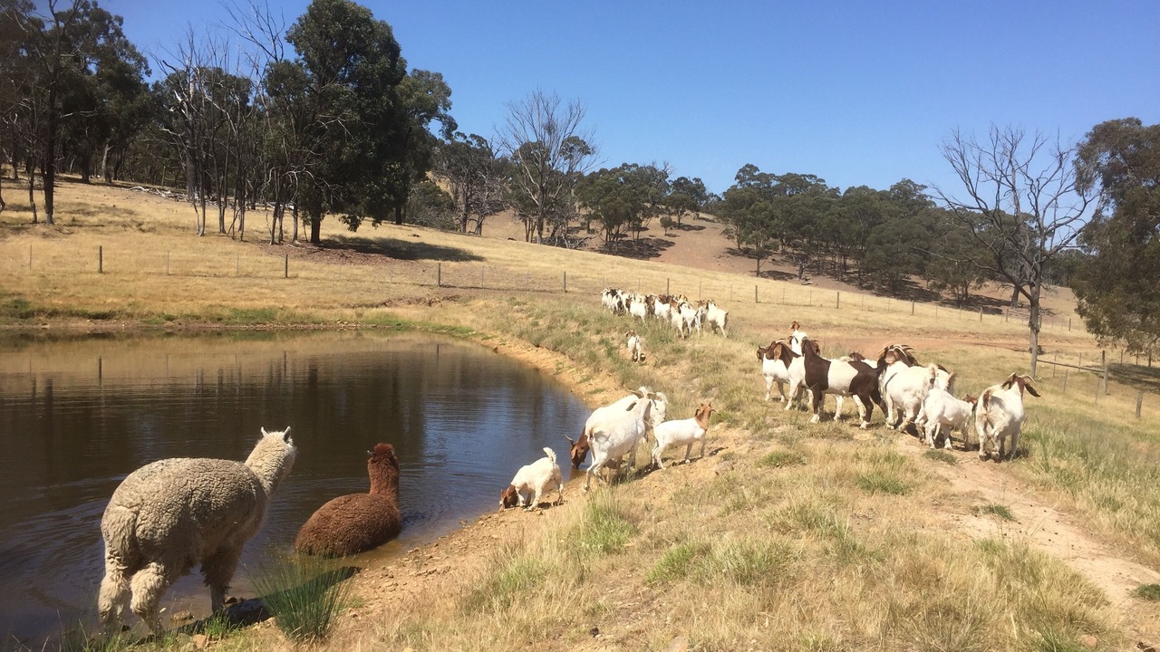 Photo of Others in Tallarook