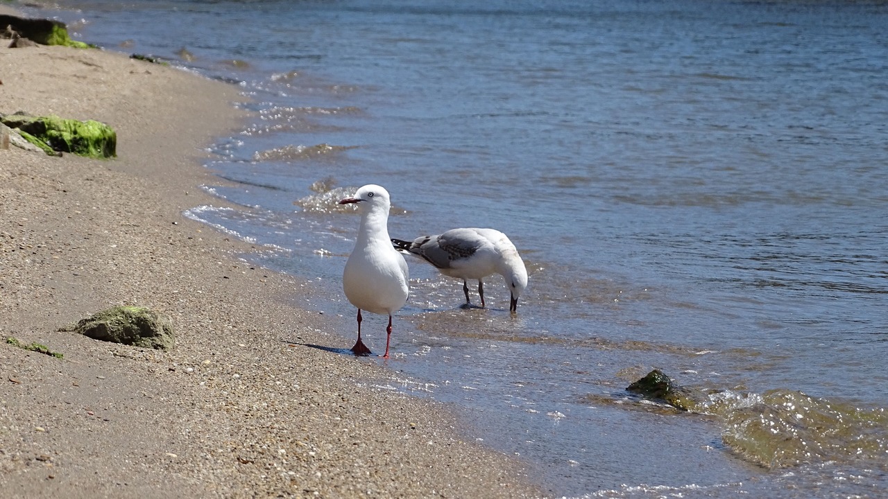 Photo of Others in Loch Sport