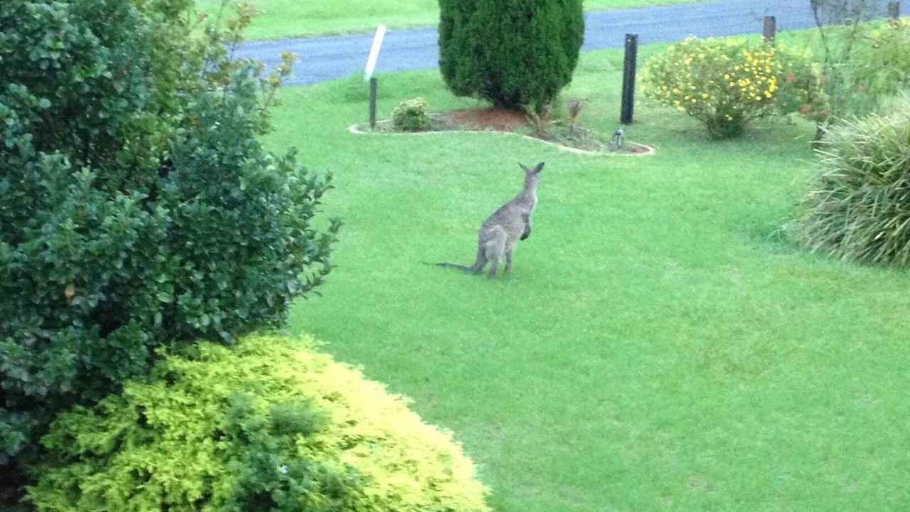 Photo of Outdoor in Wollumboola