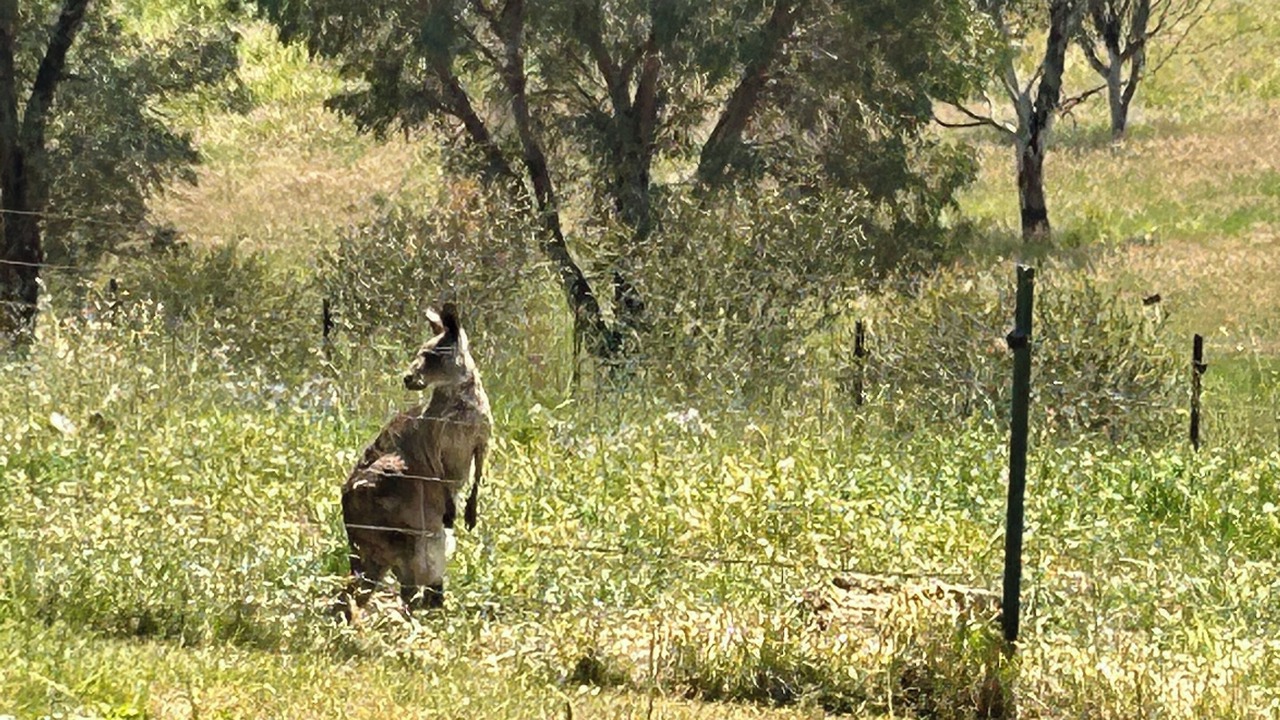 Photo of Others in Wisemans Creek