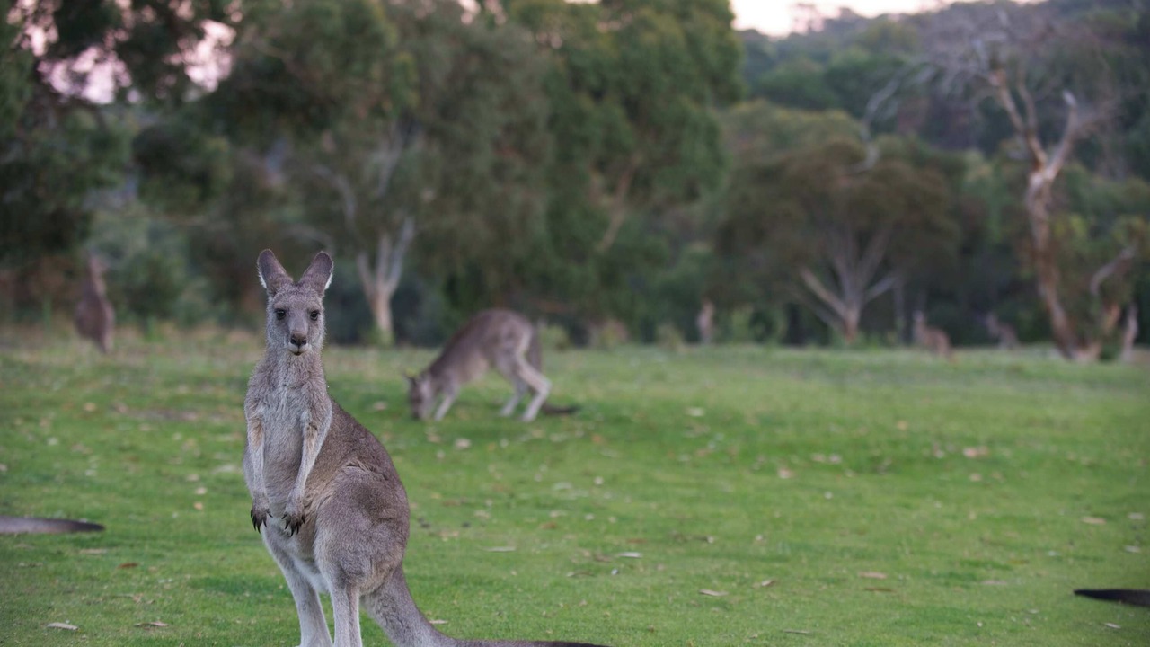Photo of Others in Anglesea